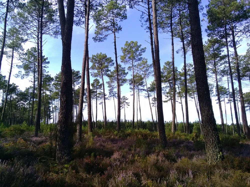 Négoce de bois à Garein et Sanguinet